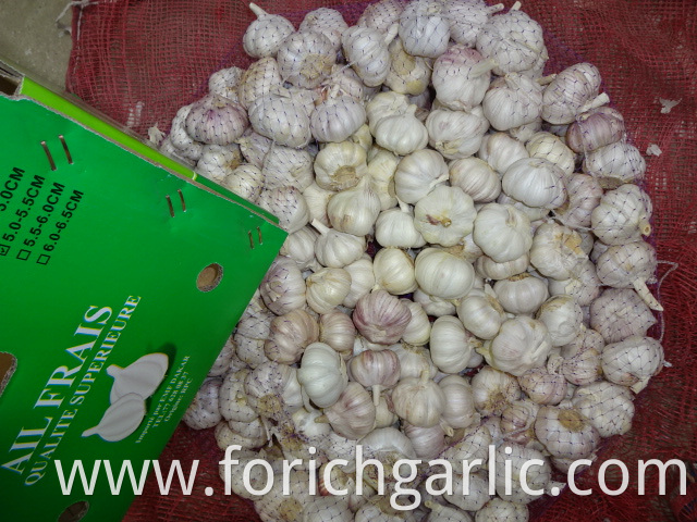 Crop 2019 New Normal Garlic